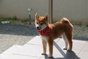 A new member of our clinic: A female four-month-old Shiba (representative Japanese dog breed),