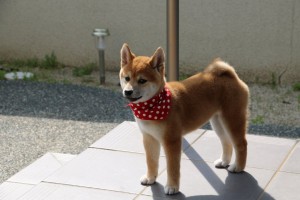 本院員工之一，日本代表性犬種柴犬的小女生（4個月大）。